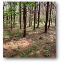 6 Acres in Copiah County in Beauregard  MS images 5