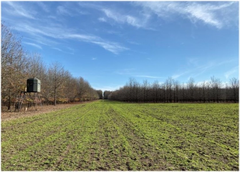 788 Acres in Issaquena County  Indian Lake Farms  in Redwood  MS featured image