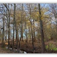 788 Acres in Issaquena County  Indian Lake Farms  in Redwood  MS images 5