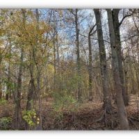788 Acres in Issaquena County  Indian Lake Farms  in Redwood  MS images 6