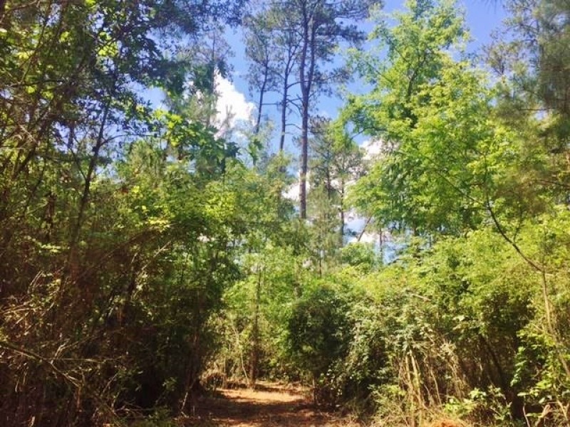 20 Acres Rural Land for Sale in SW MS  McComb  Pike Co  MS featured image