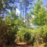 20 Acres Rural Land for Sale in SW MS  McComb  Pike Co  MS