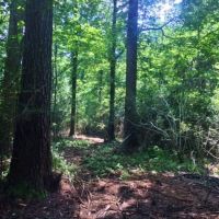 20 Acres Rural Land for Sale in SW MS  McComb  Pike Co  MS images 2