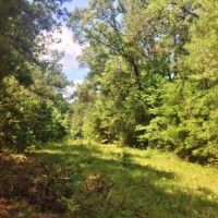 20 Acres Rural Land for Sale in SW MS  McComb  Pike Co  MS images 3