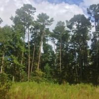 20 Acres Rural Land for Sale in SW MS  McComb  Pike Co  MS images 5