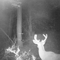 28.52 Acres Land for Sale Magnolia  Pike County  MS images 2