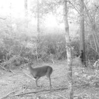 28.52 Acres Land for Sale Magnolia  Pike County  MS images 3