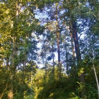 28.52 Acres Land for Sale Magnolia  Pike County  MS images 5