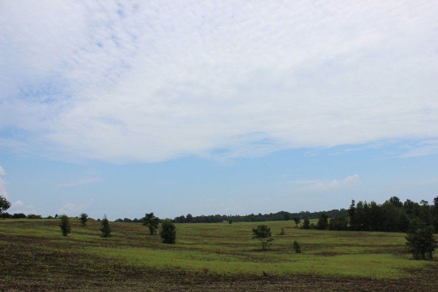 Open Land Suitable for Rowcrop or Pasture featured image
