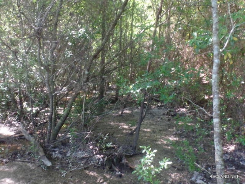 12 ac - Wooded Tract for Home Site featured image