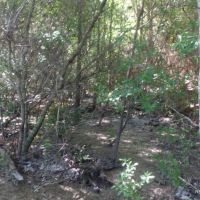 12 ac - Wooded Tract for Home Site