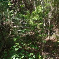 12 ac - Wooded Tract for Home Site images 2
