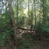 12 ac - Wooded Tract for Home Site images 3
