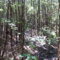 12 ac - Wooded Tract for Home Site images 4