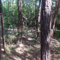 12 ac - Wooded Tract for Home Site images 5