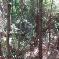 12 ac - Wooded Tract for Home Site images 6