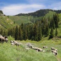 Pyramid Peak Ranch images 2