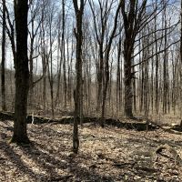 5 acres Bordering Beaver Meadow State Forest Smyrna NY images 2
