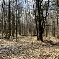 5 acres Bordering Beaver Meadow State Forest Smyrna NY images 3