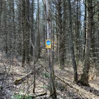 5 acres Bordering Beaver Meadow State Forest Smyrna NY images 6