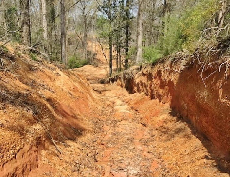 40 Acres Timberland for Sale  McComb  Pike County  MS- SW MS featured image