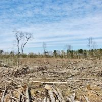 40 Acres Timberland for Sale  McComb  Pike County  MS- SW MS images 2