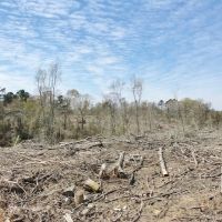 40 Acres Timberland for Sale  McComb  Pike County  MS- SW MS images 3