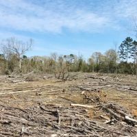 40 Acres Timberland for Sale  McComb  Pike County  MS- SW MS images 4