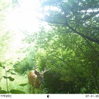 Whitetail Hunting Property w Home For Sale Richland County WI images 4