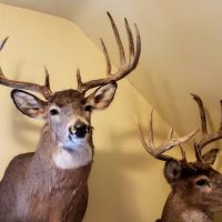Whitetail Hunting Property w Home For Sale Richland County WI images 5