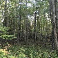150 acres Timber and Hunting Land Madrid NY images 6