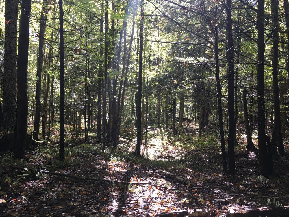 150 acres Timber and Hunting Land Madrid NY featured image