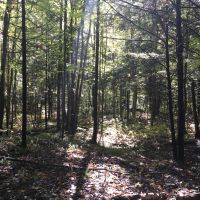 150 acres Timber and Hunting Land Madrid NY