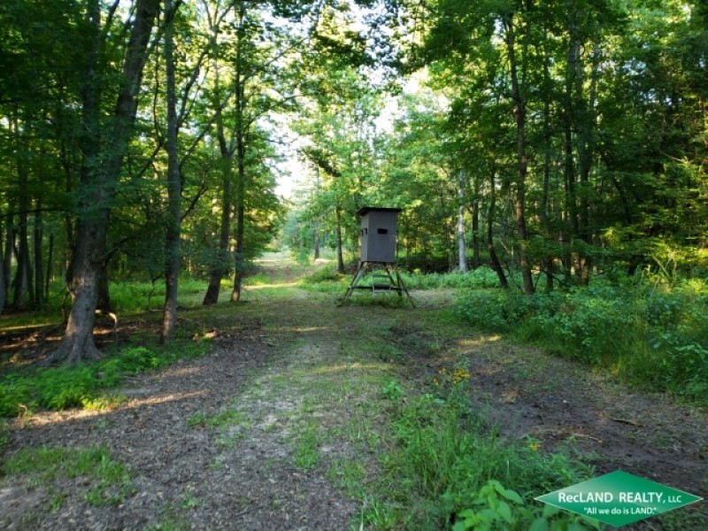 30 ac - Pine Timberland with Home Site Potential featured image