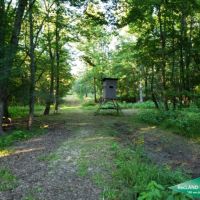 30 ac - Pine Timberland with Home Site Potential