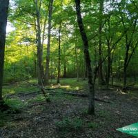 30 ac - Pine Timberland with Home Site Potential images 2