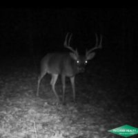 30 ac - Pine Timberland with Home Site Potential images 3