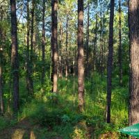 30 ac - Pine Timberland with Home Site Potential images 4