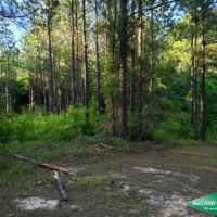 30 ac - Pine Timberland with Home Site Potential images 5