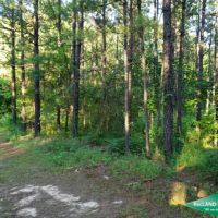 30 ac - Pine Timberland with Home Site Potential images 6