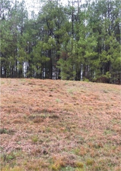 20 Acres in Lawrence County in Monticello  MS featured image