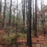 20 Acres in Lawrence County in Monticello  MS images 3