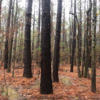 20 Acres in Lawrence County in Monticello  MS images 4