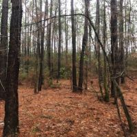 20 Acres in Lawrence County in Monticello  MS images 5