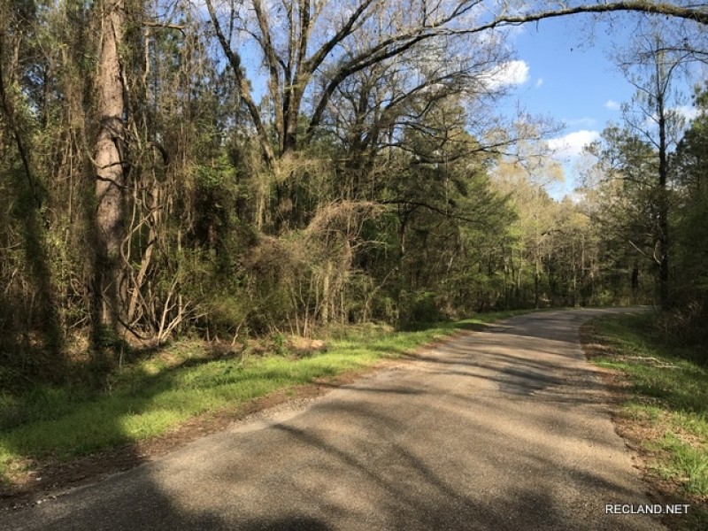 80 ac - Timberland with Home Site Potential - PRICE REDUCED featured image