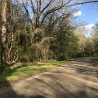 80 ac - Timberland with Home Site Potential - PRICE REDUCED