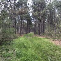 80 ac - Timberland with Home Site Potential - PRICE REDUCED images 2