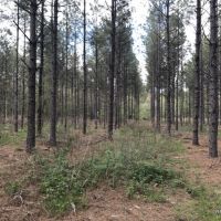 80 ac - Timberland with Home Site Potential - PRICE REDUCED images 3
