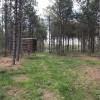 80 ac - Timberland with Home Site Potential - PRICE REDUCED images 4