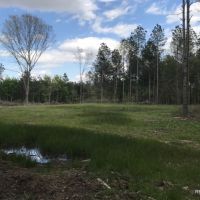 80 ac - Timberland with Home Site Potential - PRICE REDUCED images 6